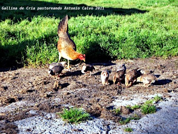 Gallina de Cría pastoreando con su pollada