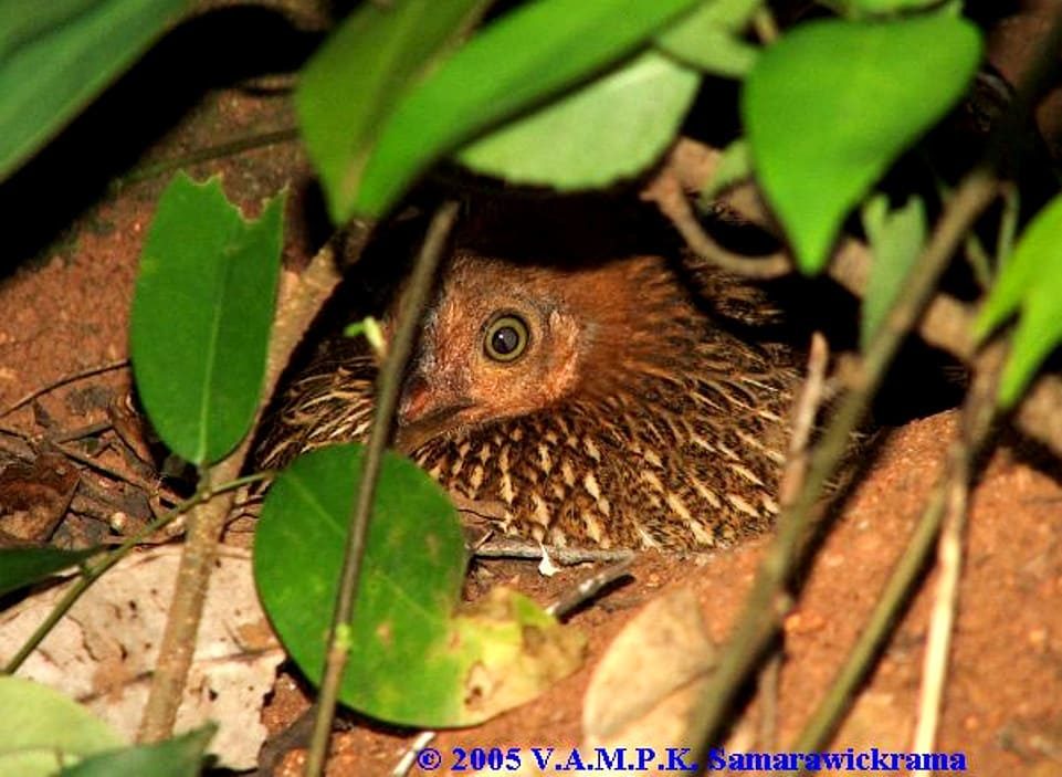 Lafayettii hembra, nido ©V A M P K Samarawickrama, Sri Lanka, Mayo 2005