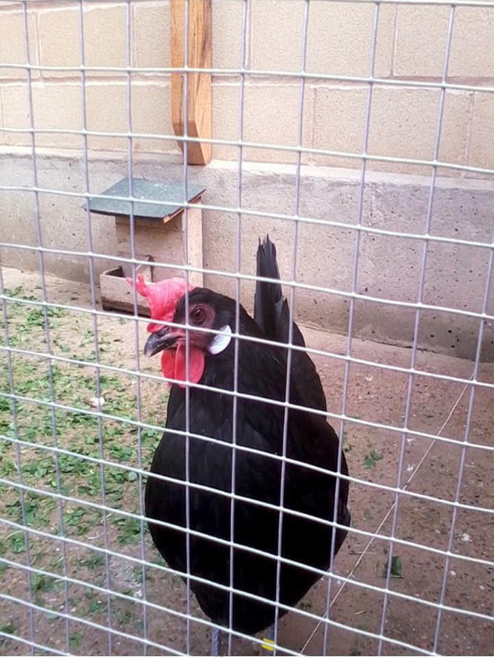 Gallina Castellana, una de mis reproductoras
