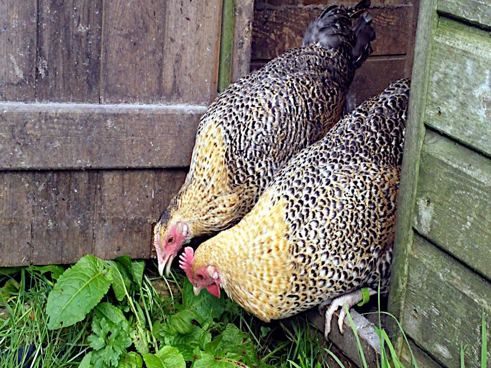 Gallinas Cambar oro
