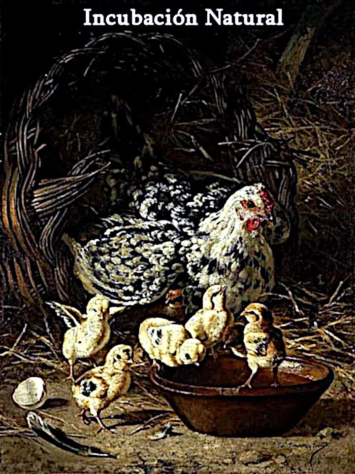Gallinas Cluecas o Lluecas