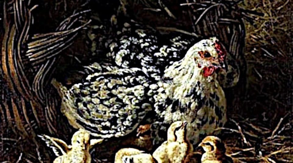 Gallinas Cluecas o Lluecas
