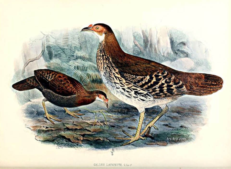 Lámina Gallinas Lafayetti, William Vincent, 1841-1918