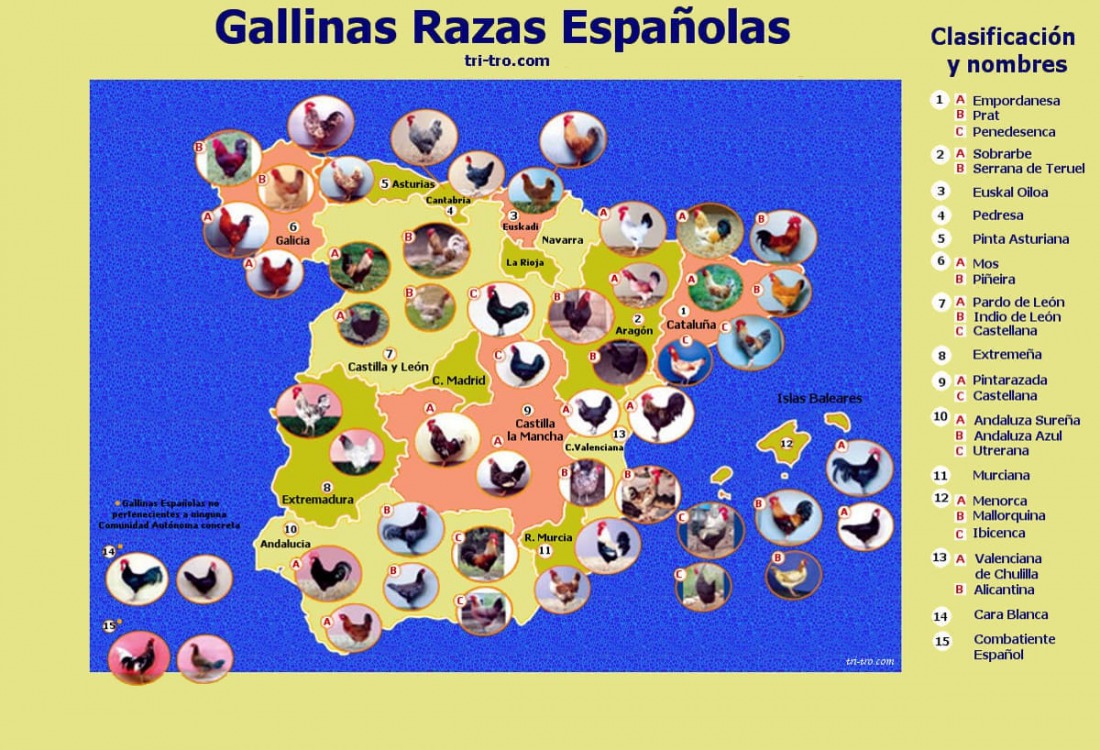 Gallinas Razas Españolas distribución.
