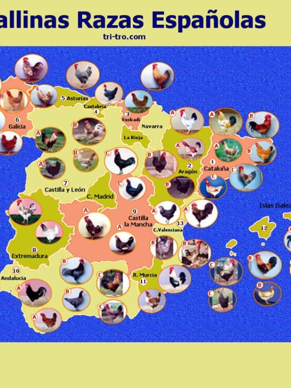Gallinas Razas Españolas distribución.