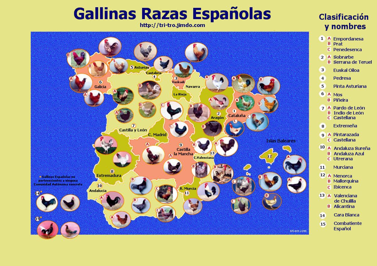 Gallinas Razas Españolas Web