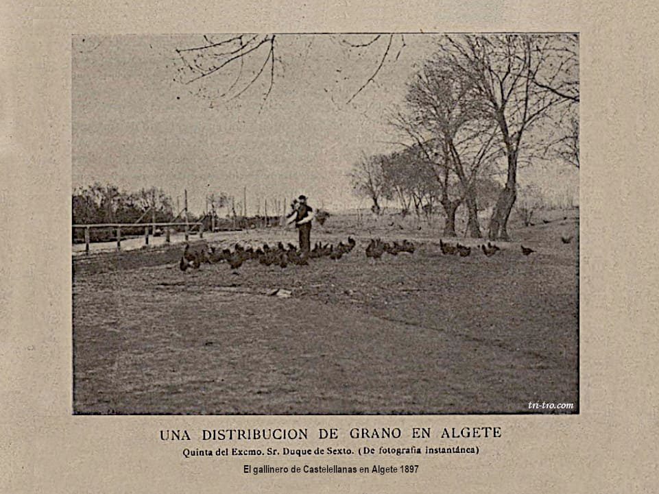 Gallinas castellanas en Algete 1897