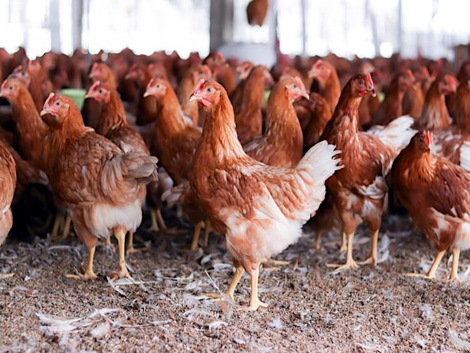 gallinas en gallinero cerrado contacto cercano transmision crd aves