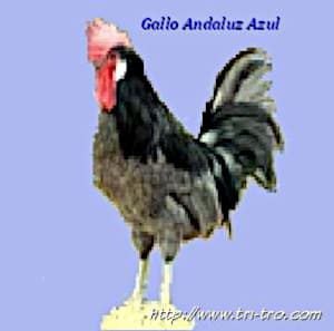Gallo Andaluz Azul