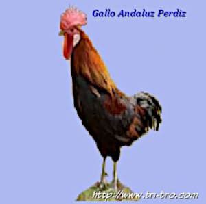 Gallo Andaluz Perdiz