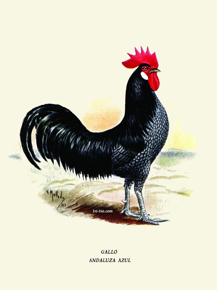 Gallo Andaluza Azul patrón
