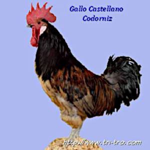 Gallo Castellana Codorniz