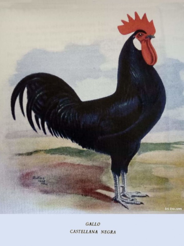 Gallo Castellano negro, lamina de 1952
