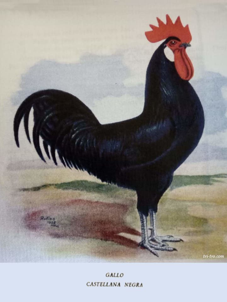 Gallo Castellano negro, lamina de 1952