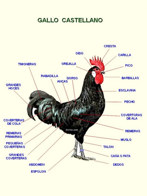Descripción partes del Gallo Castellano negro.