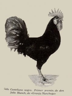 Gallo Castellano 1928