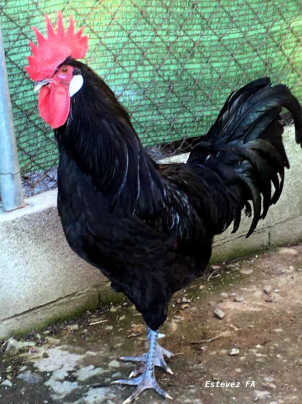 Gallo Castellano negro