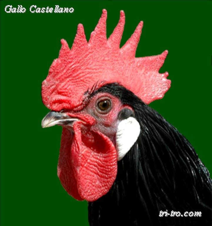 Gallo Castellano cabeza