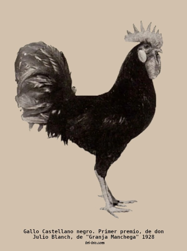 Gallo Castellano negro reproductor 1928