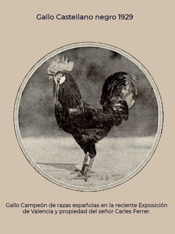 Gallo Castellano negro reproductor 1929