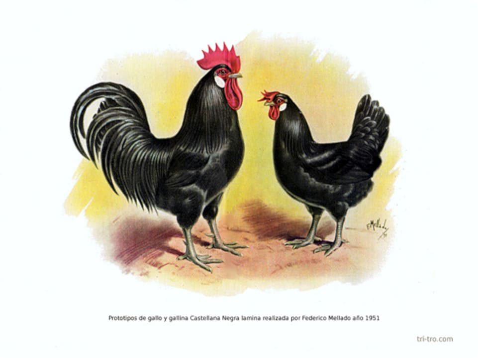 Prototipo gallo y gallina Castellana negra, lamina realizada por Federico Mellado año 1951.