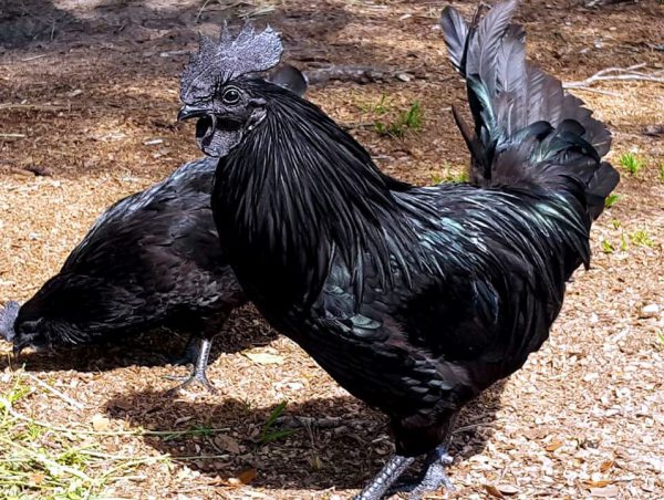 Gallo y gallina svart hona