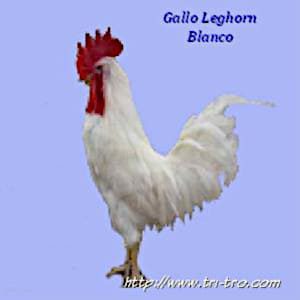 Gallo Leghorn blanco