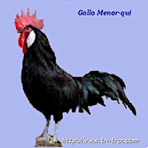 Gallo Menorqui