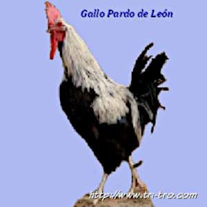 Gallo Pardo de Leon