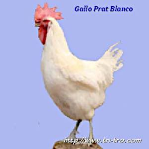 Gallo Prat Blanco