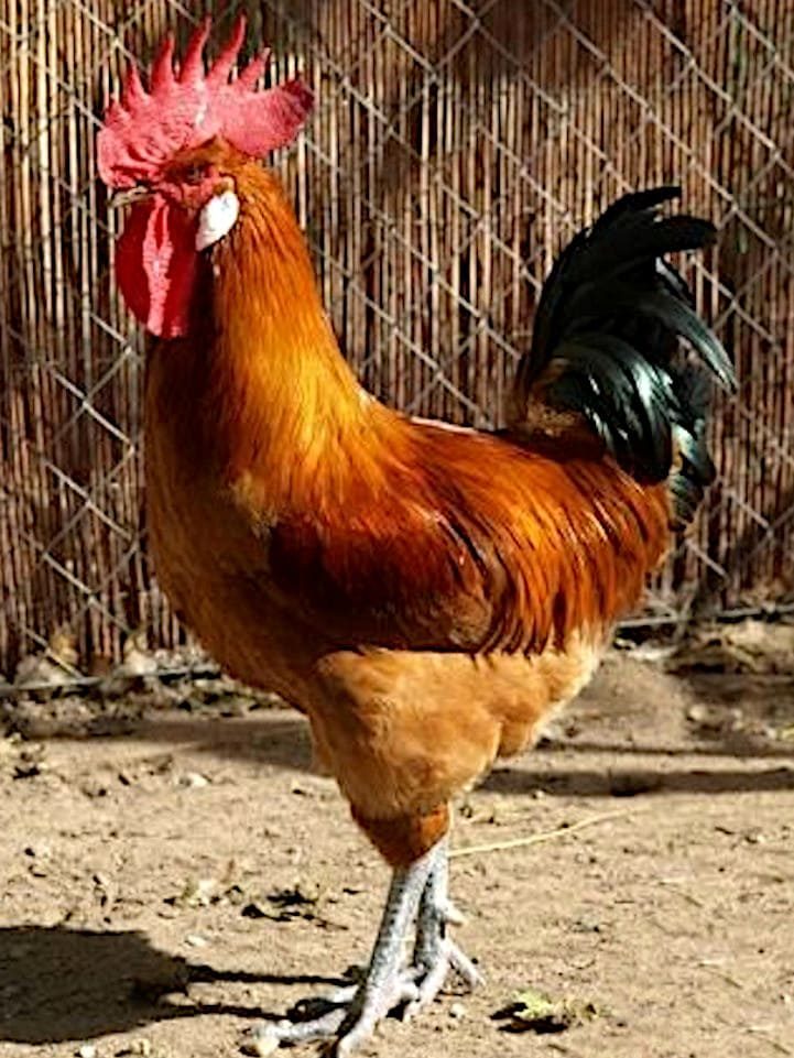 Gallo Prat Leonado