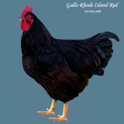 Gallo Rhode Island Red