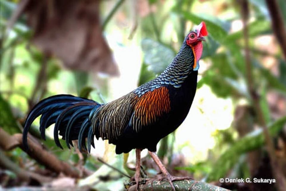 Gallo Varius © Deneik G. Sukarya, Wild jungle fowl, TMII, Jakarta.
