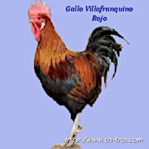 Gallo Villafranquino rojo