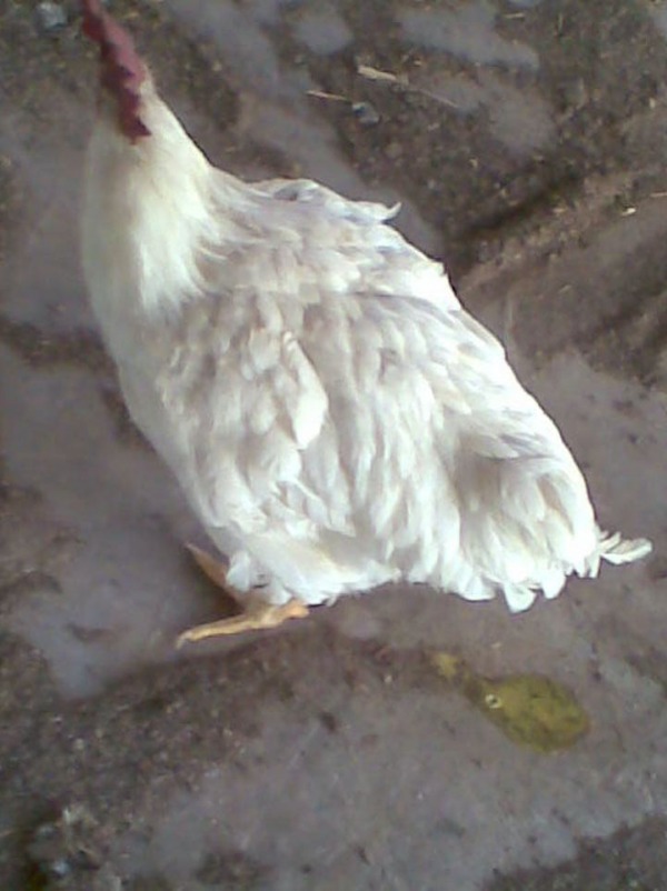 Gallo con cólera aviar excremento