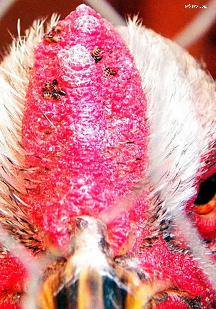 Gallo con pulgas en la cresta