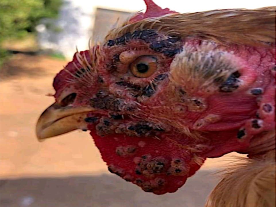 Gallo con viruela en cabeza, barbilla, cuello.