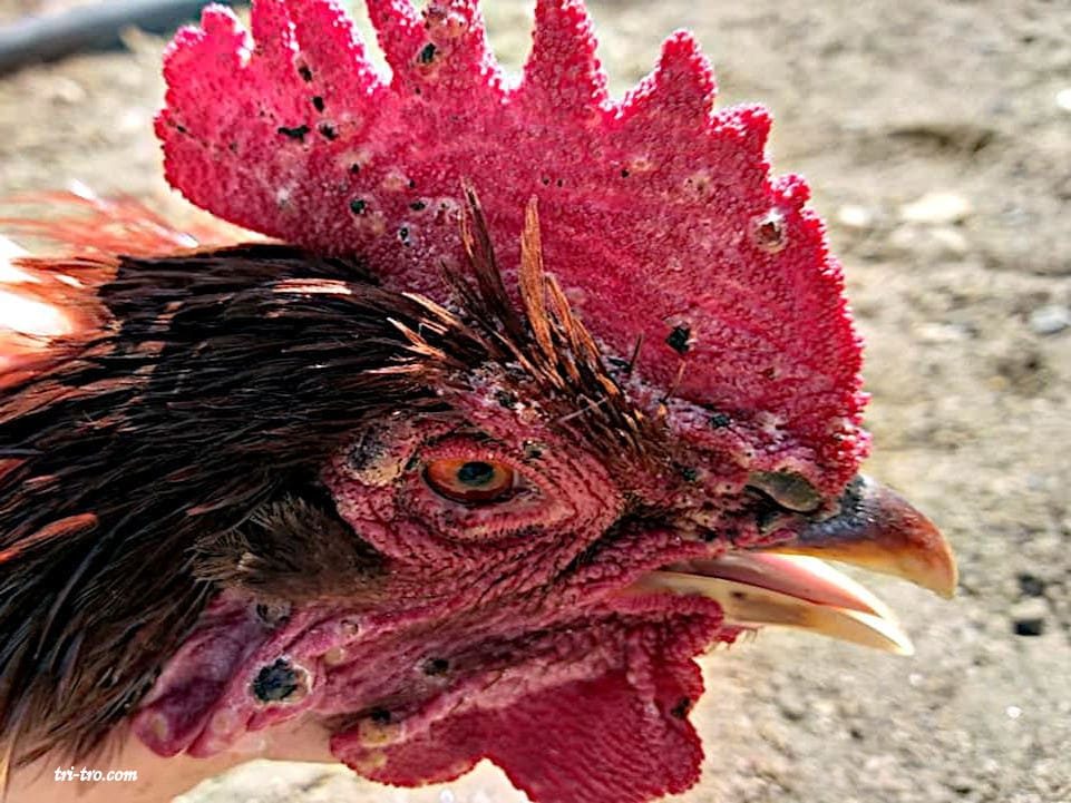 Gallo con viruela en todas partes