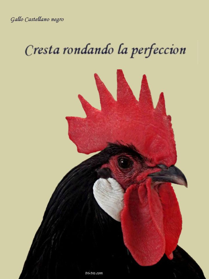 Gallo defectos cresta y cara