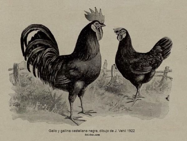 Gallo y gallina castellana negra, dibujo de J. Vehil 1922