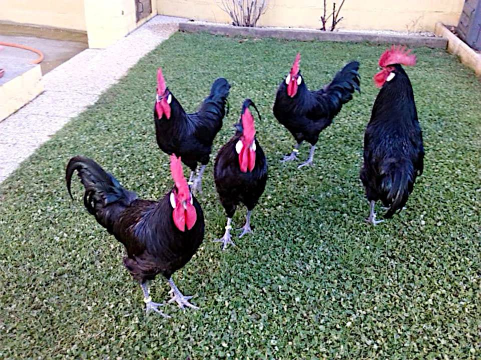 Gallos Castellanos negros grupo 2018