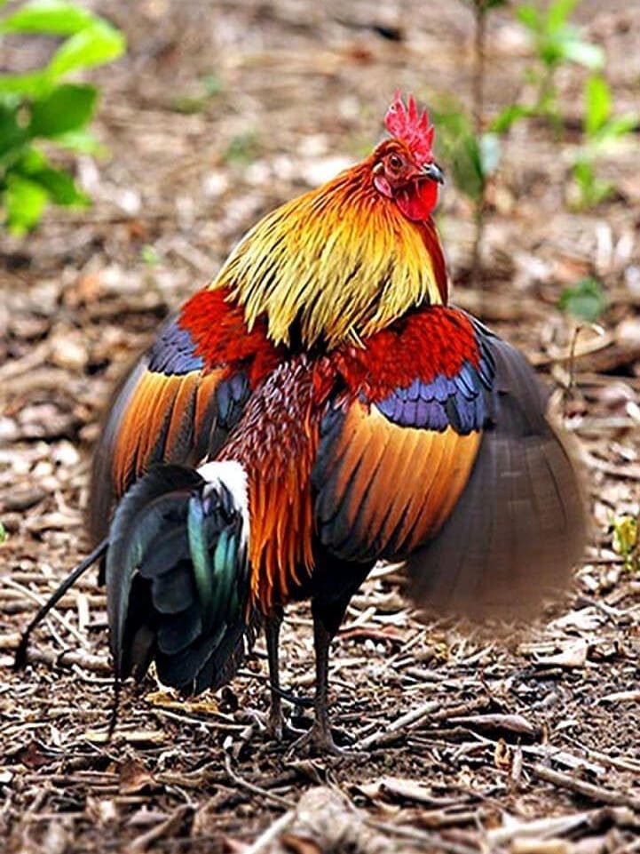 Gallus Gallus. Gallus Bankiva. Uno de los ancestros del gallo domestico.