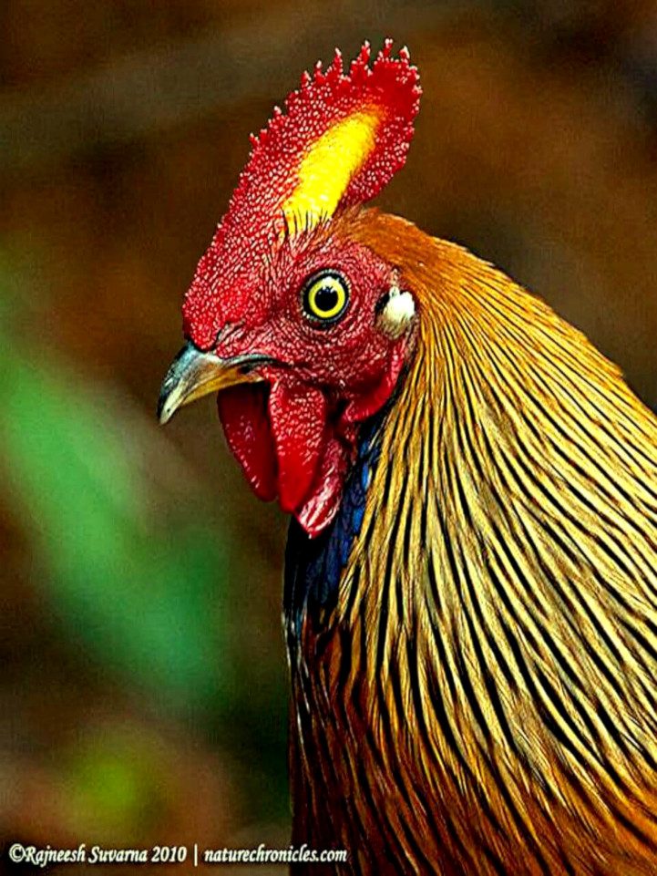 Gallus Lafayettii