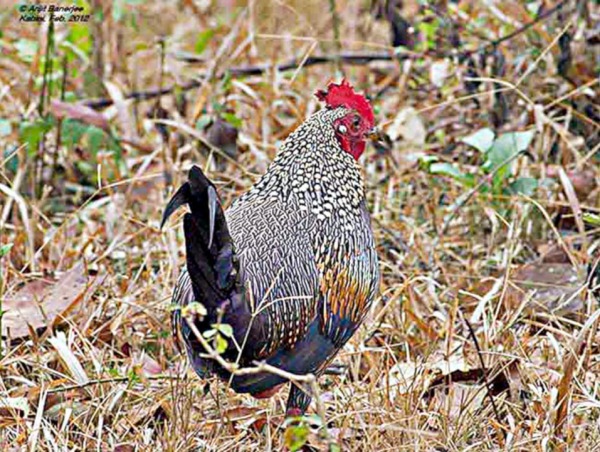 Gallus Sonneratii ® Arijit Banerjee, Rajiv Gandhi National Park, Kabini, Karnataka, India, Febreo 2012
