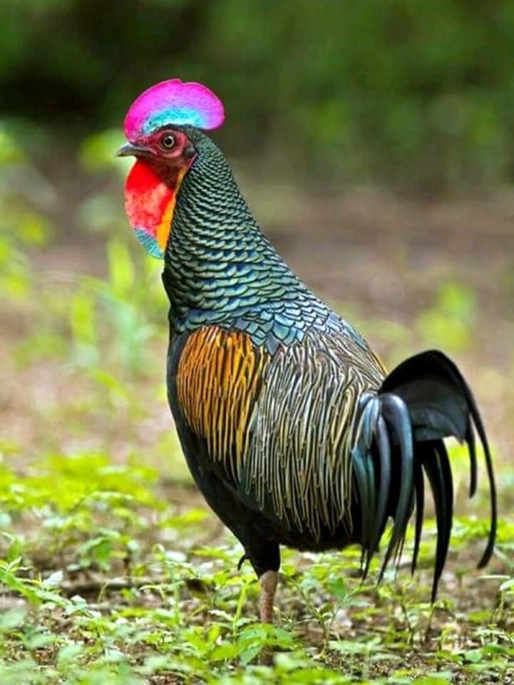 Gallus Varius. Green Junglefowl. Java, 2012. Indonesia,