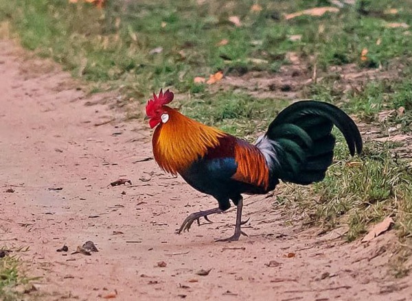 Gallus macho © SKanha, Madhya Pradesh, India.