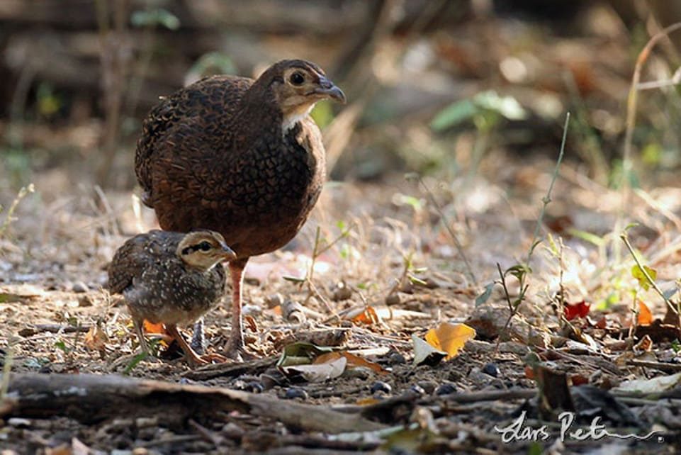 Gallus varius hembra y su cria, Foto Lars Petersson, Komodo, Indonesia.