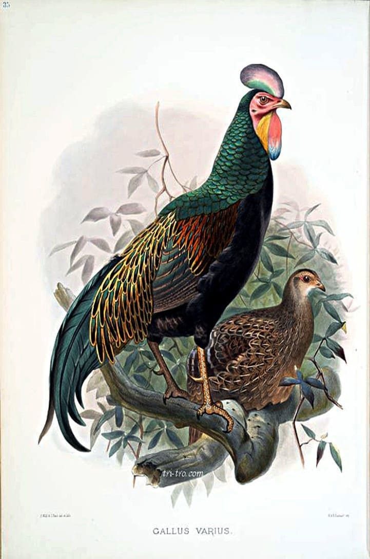Lámina Gallus varius, Green junglefowl.