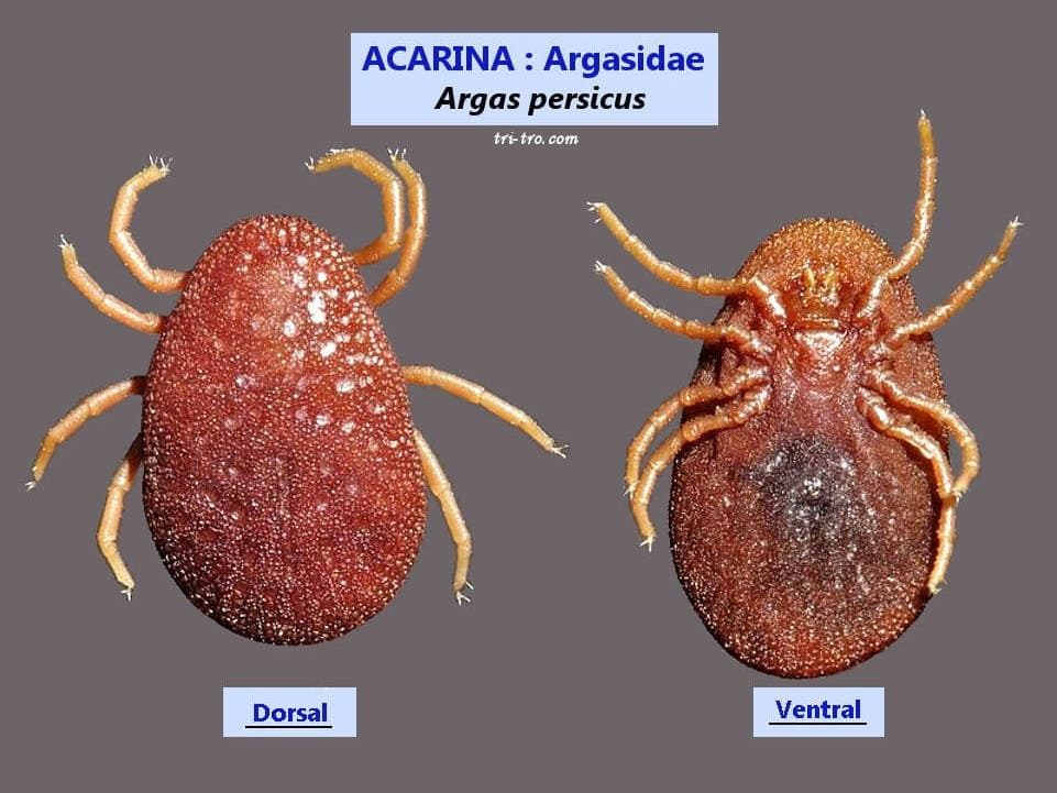 Garrapata de las gallinas.