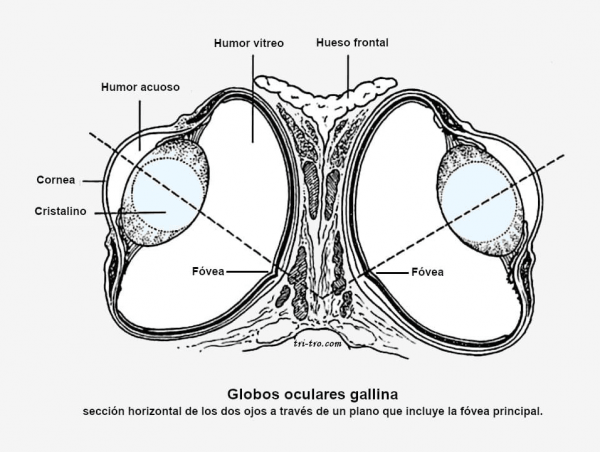 Globos oculares gallina, sección horizontal de los dos ojos a través de un plano que incluye la fóvea.